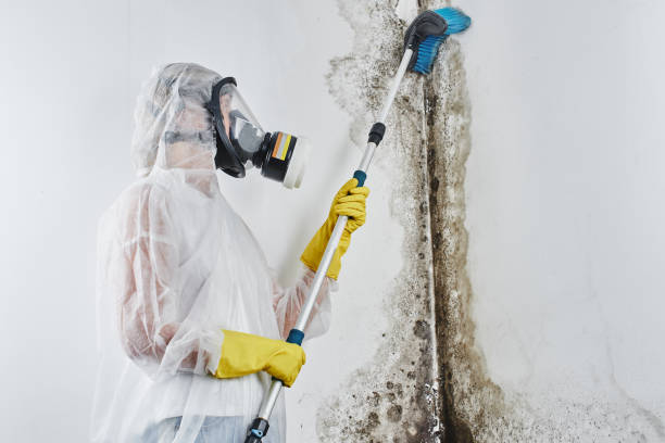 Best Attic Mold Removal  in Nashua, IA
