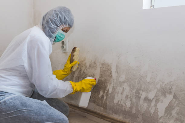 Mold Removal and Inspection in Nashua, IA