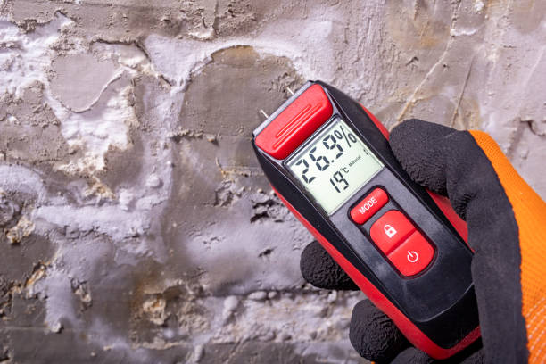 Best Mold Removal Company Near Me  in Nashua, IA