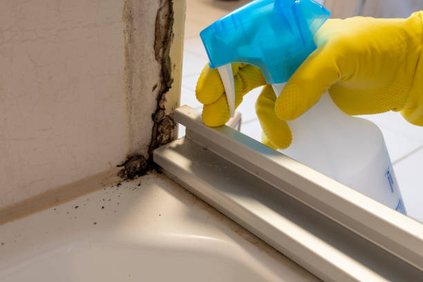 Best Certified Mold Removal  in Nashua, IA