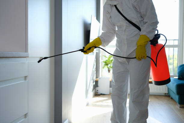 Best Black Mold Removal  in Nashua, IA