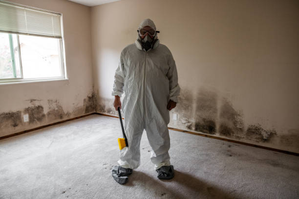 Trusted Nashua, IA Mold Removal Experts