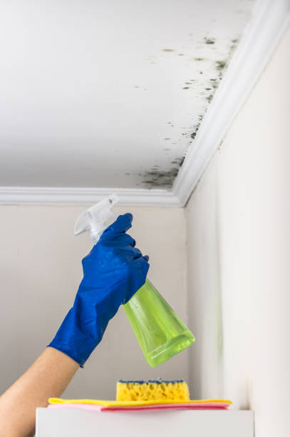 Best Best Mold Removal Companies  in Nashua, IA