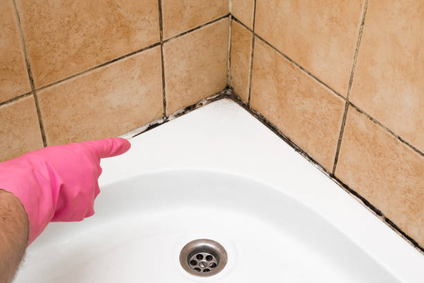 Best Same-Day Mold Removal  in Nashua, IA
